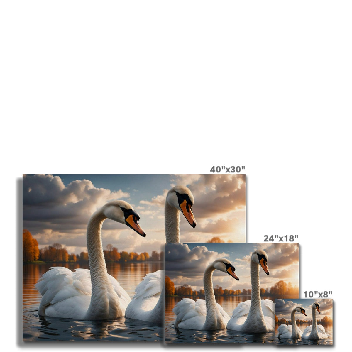 Two Sunset Swans Canvas