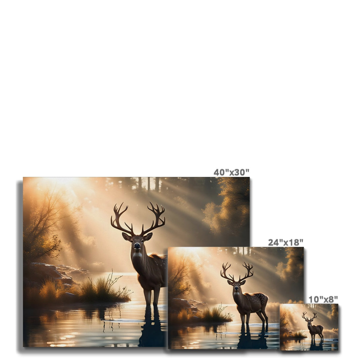 Deer in Sunlight Canvas