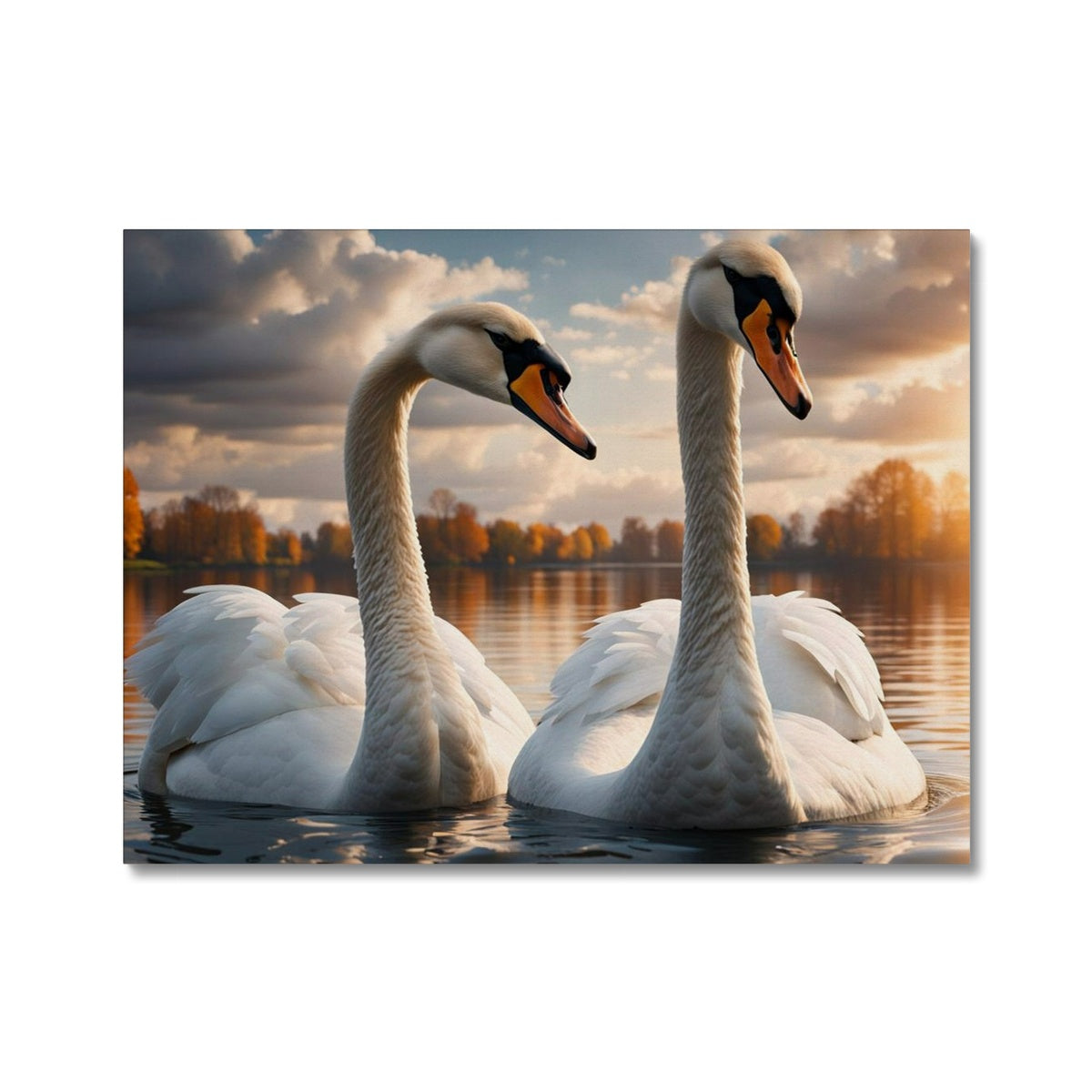 Two Sunset Swans Canvas